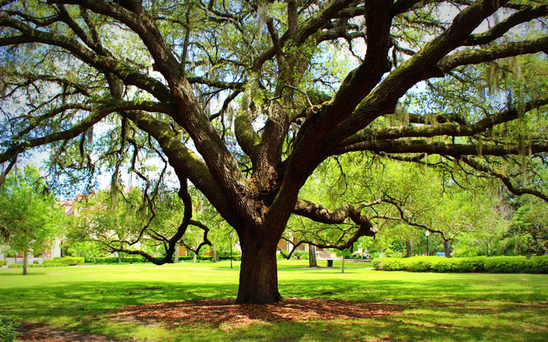 Image of tree